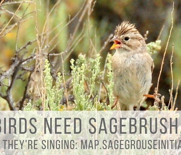 New Online Tool Shows Songbird Abundance Across Sagebrush Country