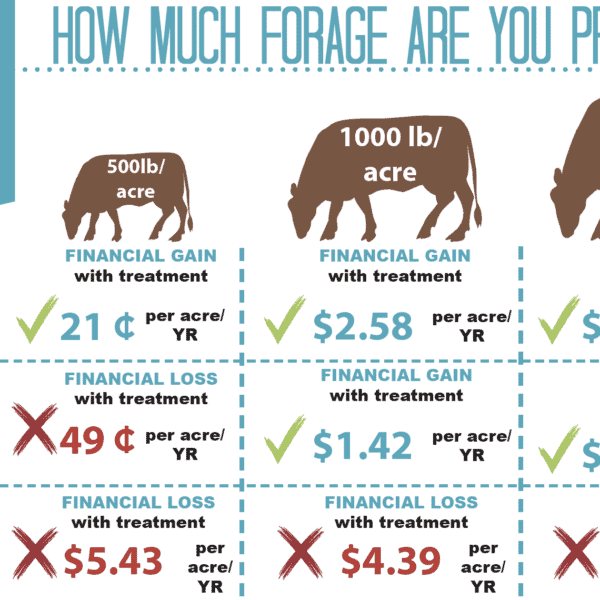 Study Shows It Pays To Treat Invasive Grass On Your Ranch