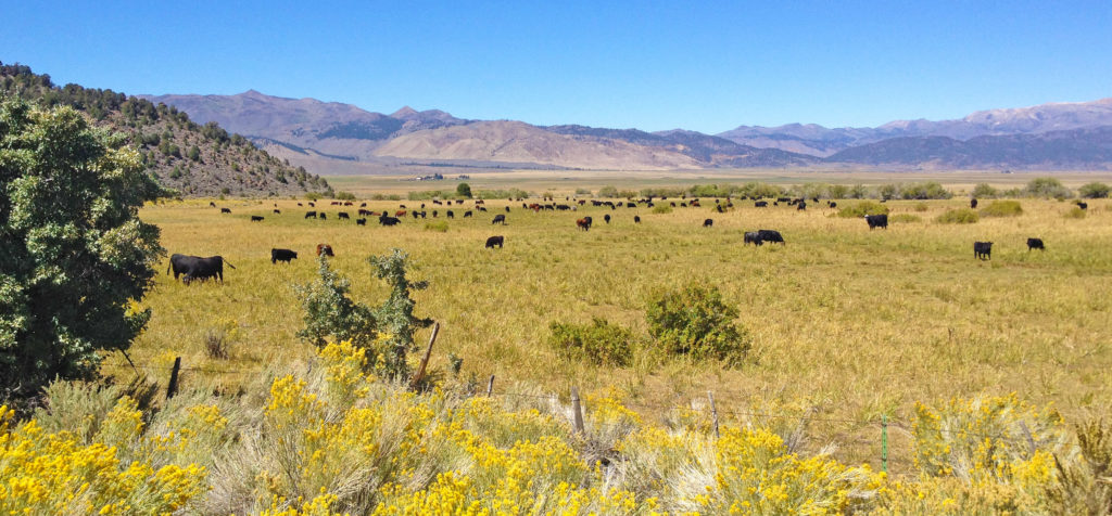 Grazing cattle on Sceirine Point Ranch. Photo: ESLT