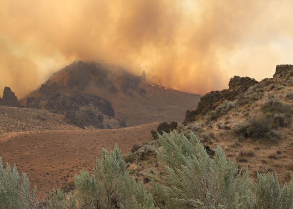 Sage Whiz Quiz | How Are Weeds Linked To Wildfire?