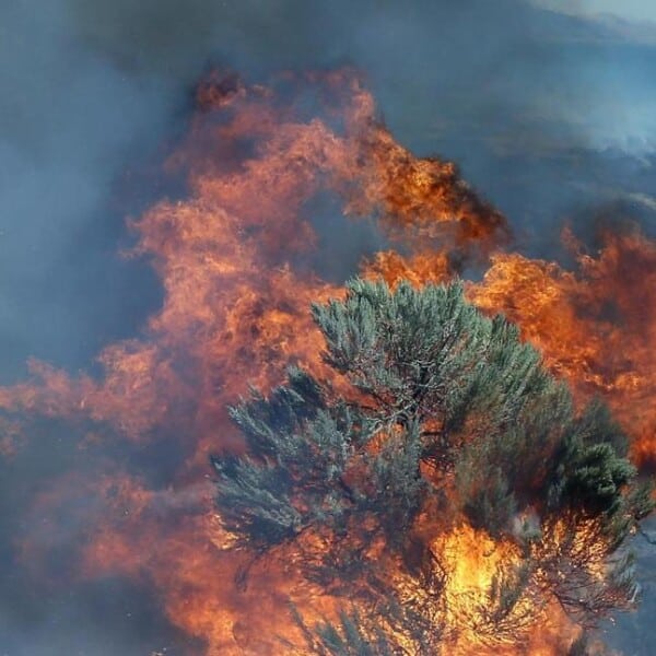 Cutting to the Chase: Long-Term Success of Conifer Removal Depends on Both Cutting and Burning