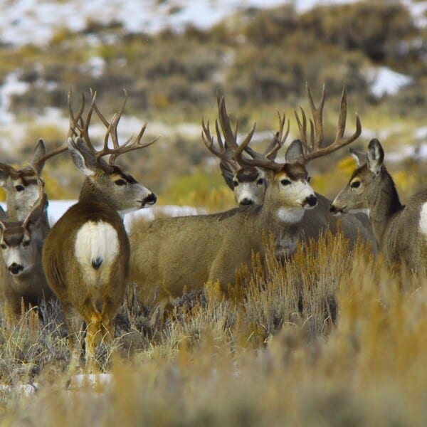 Mule Deer Sagebrush by Susan Morse