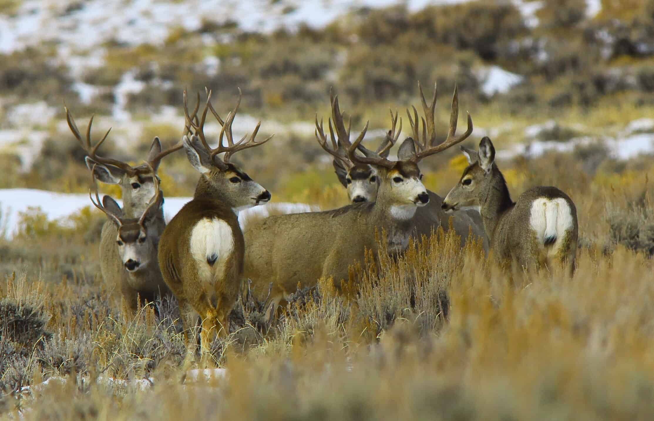 Mule Deer Sagebrush by Susan Morse