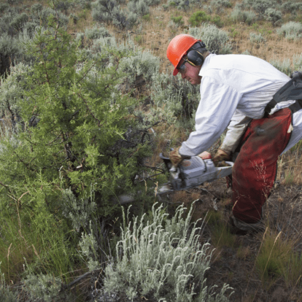 Conservation Insight Report Confirms Benefits of Conifer Removal