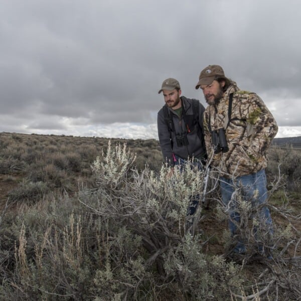 Sage Grouse Populations Grow When Conifers are Removed