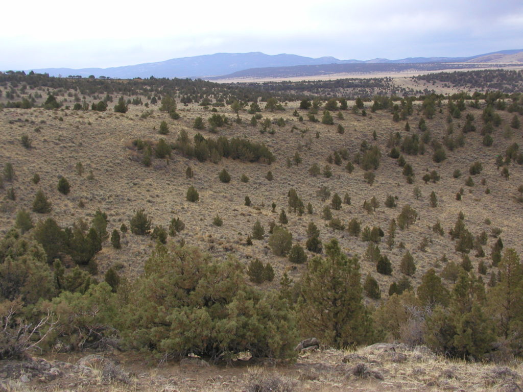 Image of pinyon juniper trees encroaching on sagebrush habitat.