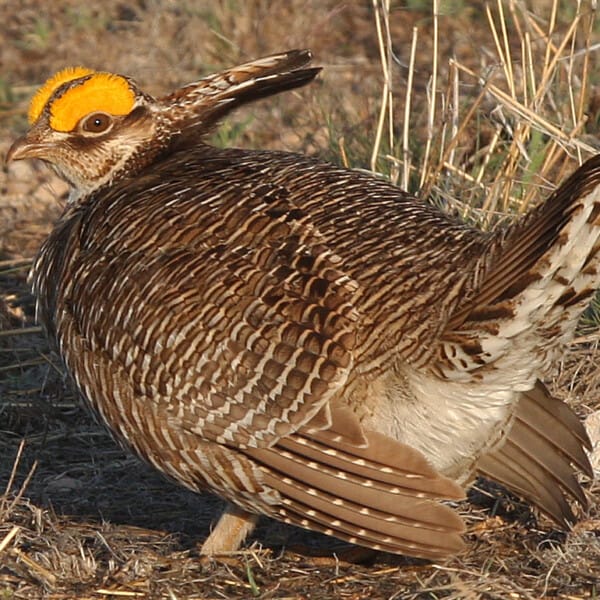 Working Lands for Wildlife Initiatives Benefit Songbirds Too!