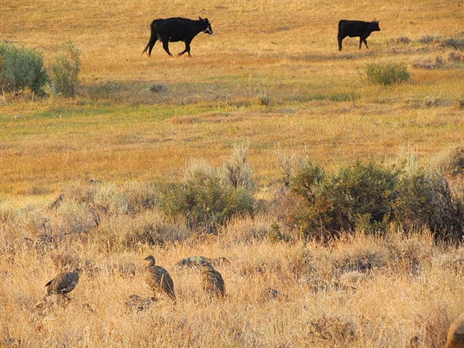 sage grouse and cattle