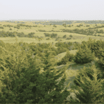 Eastern redcedar trees encroaching on Great Plains grasslands