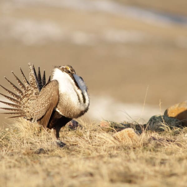 Sage Whiz Quiz | Life Cycle of Sage Grouse