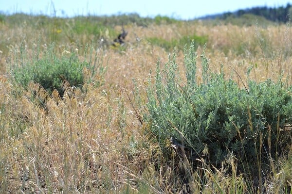 The Ascent and Spread of Annual Invasive Grasses in the Great Basin