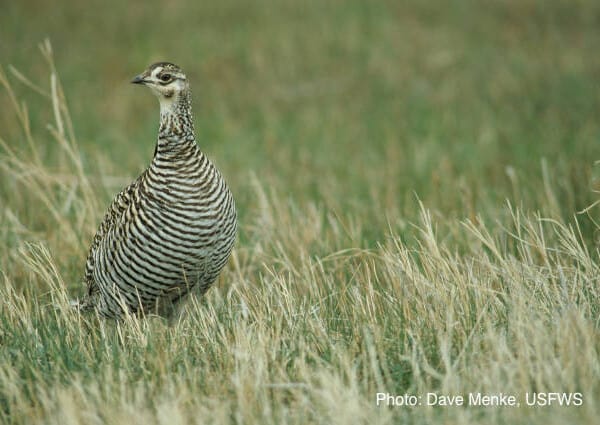 Spatial Technology Reveals Early Warning Signs of Large-Scale Woody Encroachment Threat to Greater Prairie-Chickens