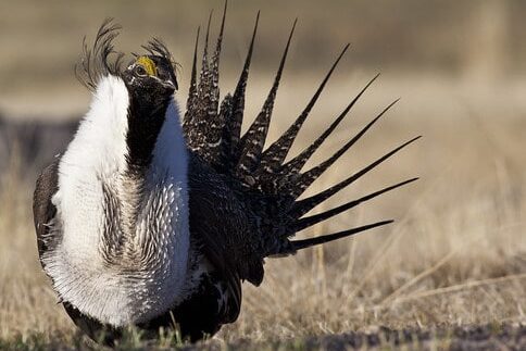 The Greater sage-grouse (Centrocercus urophasianus)