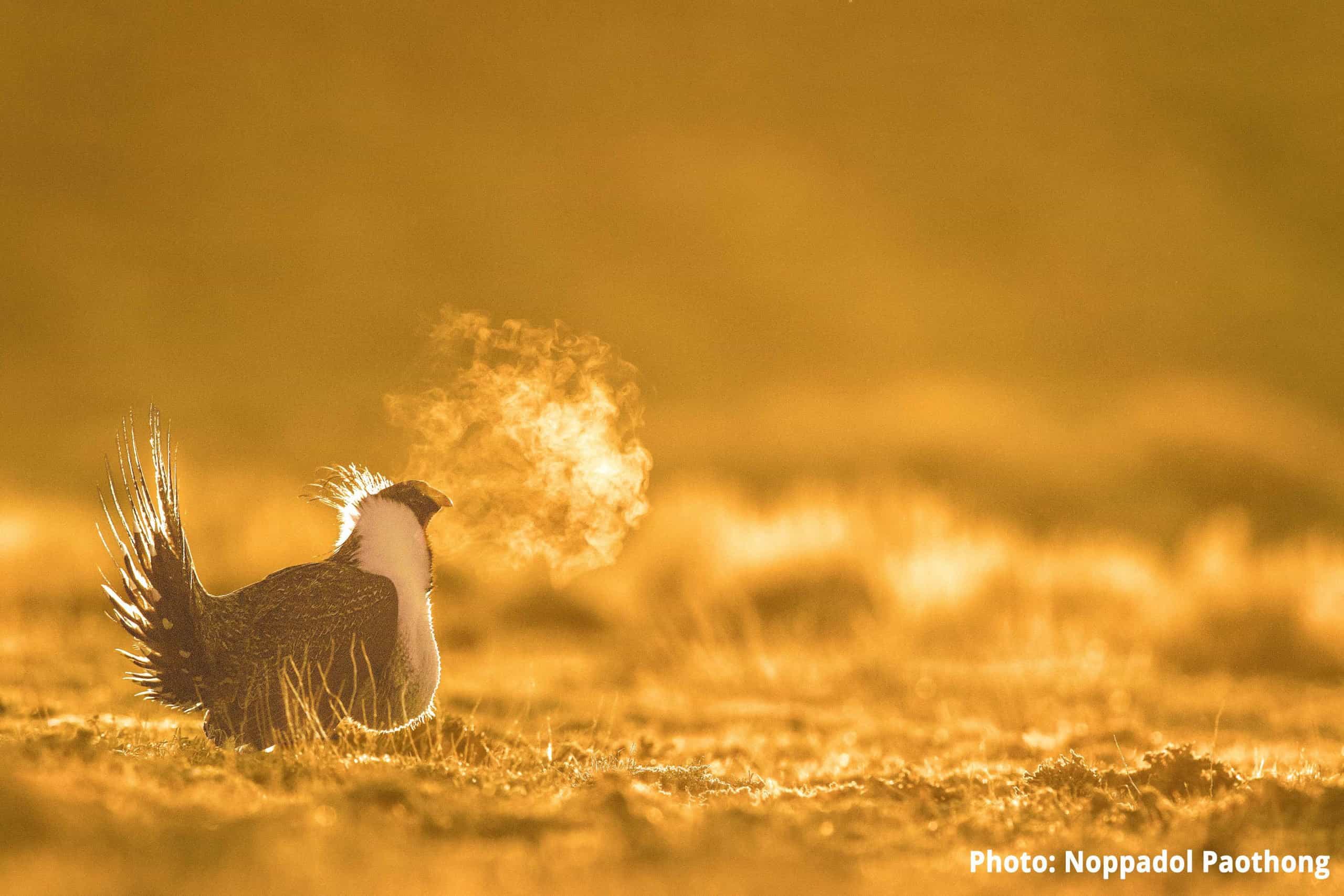 male sage grouse in early spring