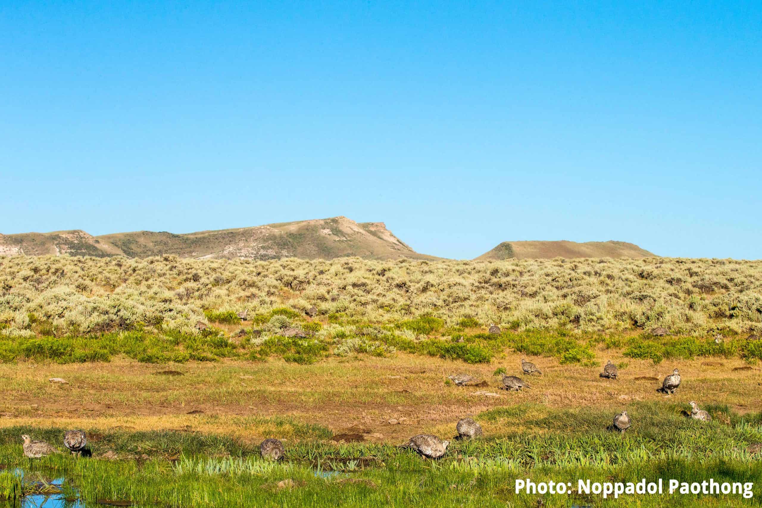 Sage grouse brood in summer