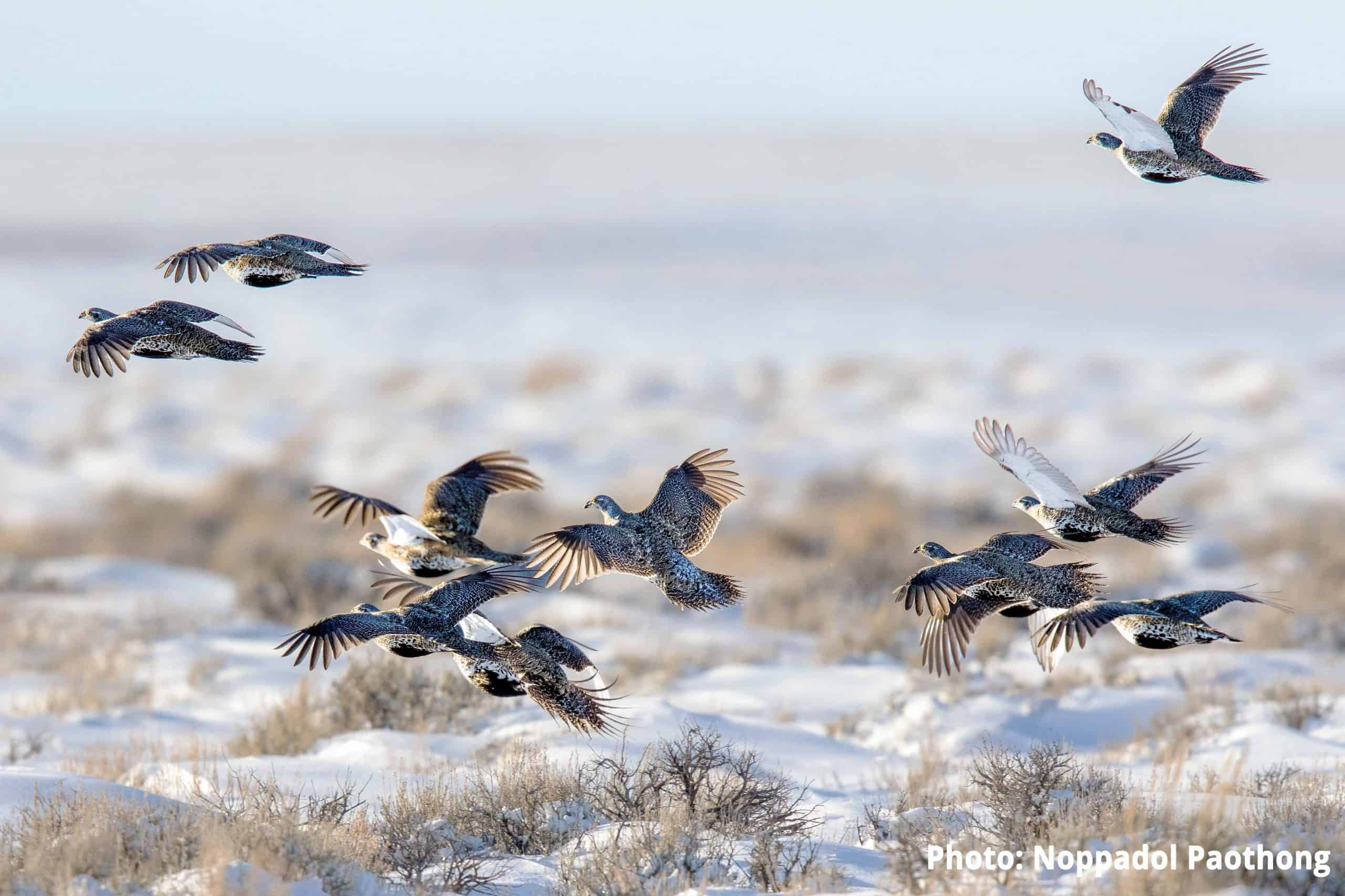 Sage grouse flying in winter