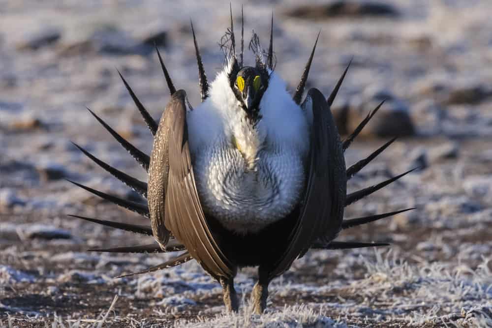 Male sage grouse