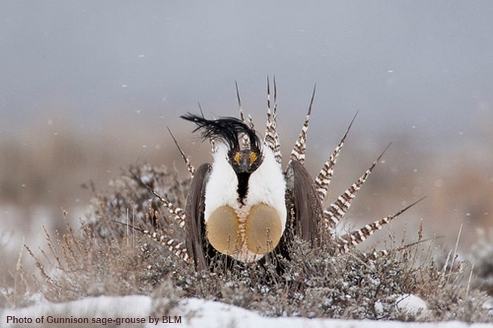 The Gunnison sage-grouse, (Centrocercus minimus)