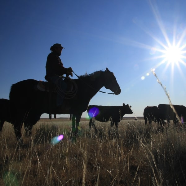 Rancher on horse with cows and sunset