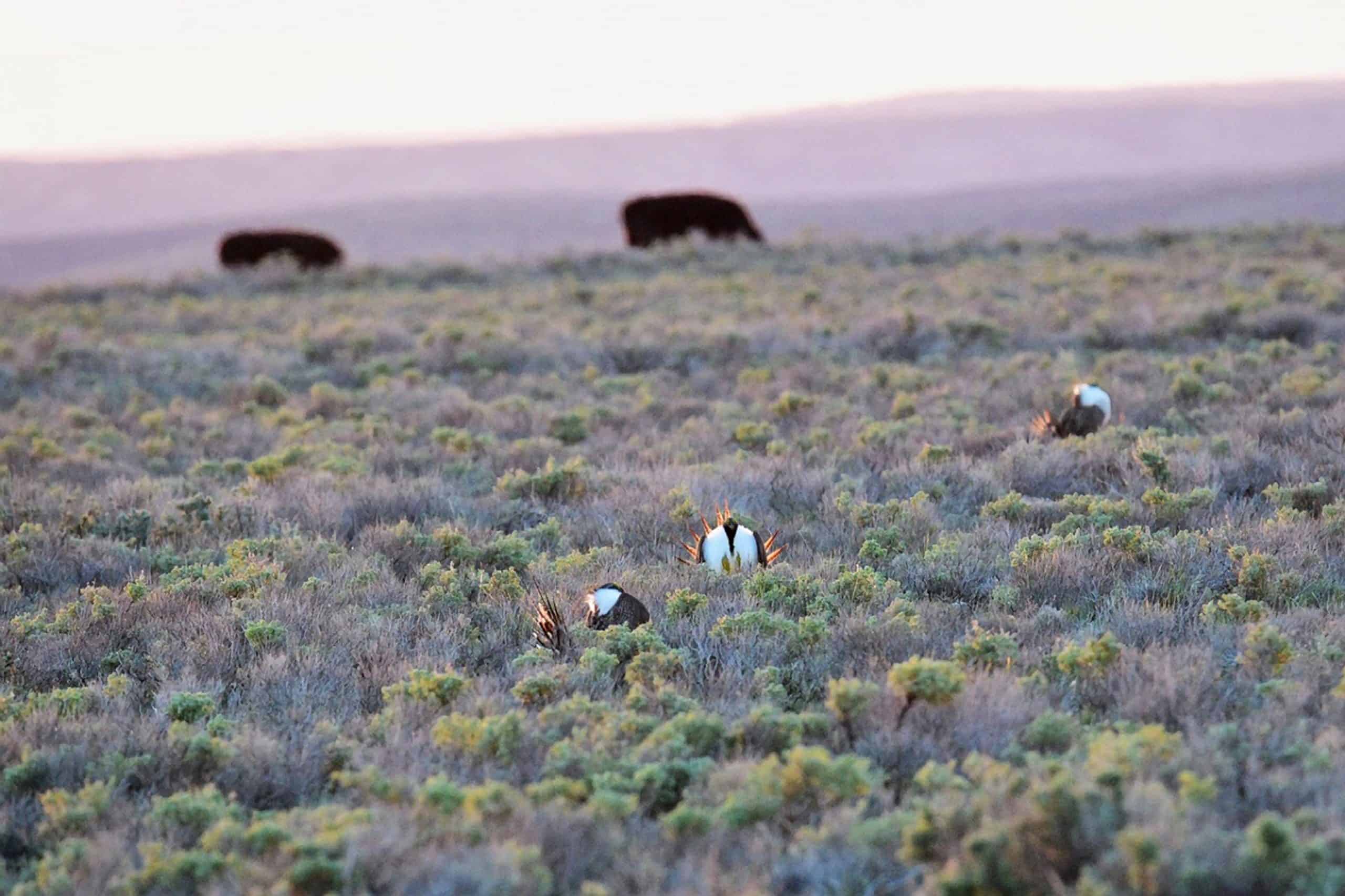 sage grouse and cattle