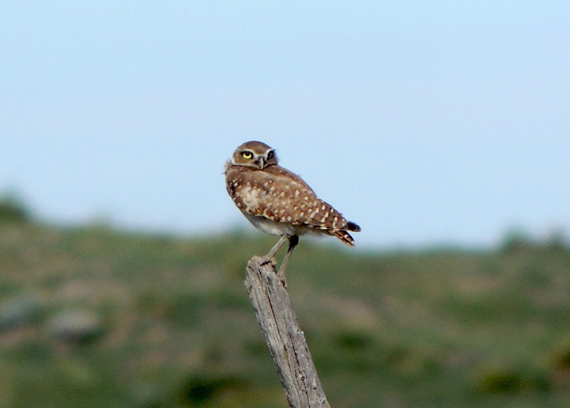 burrowing owl by Andy Lawrence
