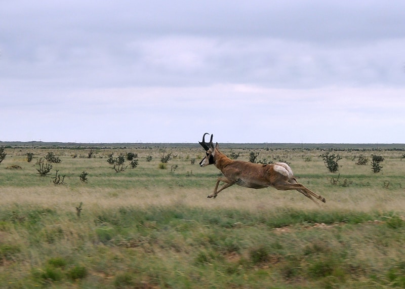 Pronghorn by Andy Lawrence