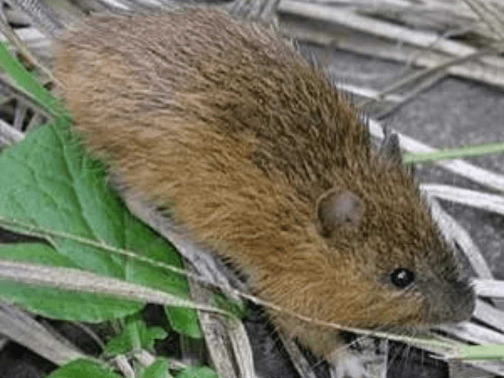 New Mexico Jumping Mouse on the Ground