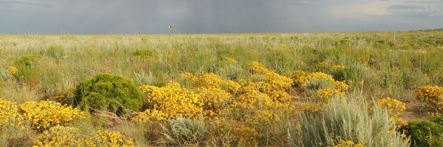 New Mexico Prairie