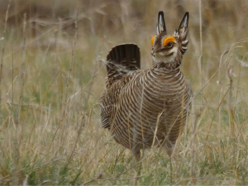 jeremy robers conservation media - fall- lesser prairie chicken