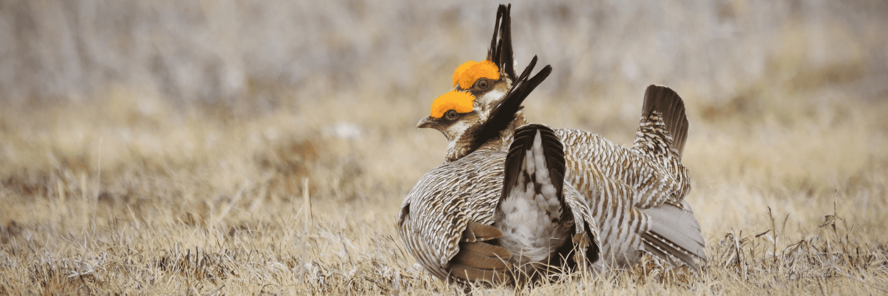 lesser prairie chicken - header - jeremy roberts conservation media llc