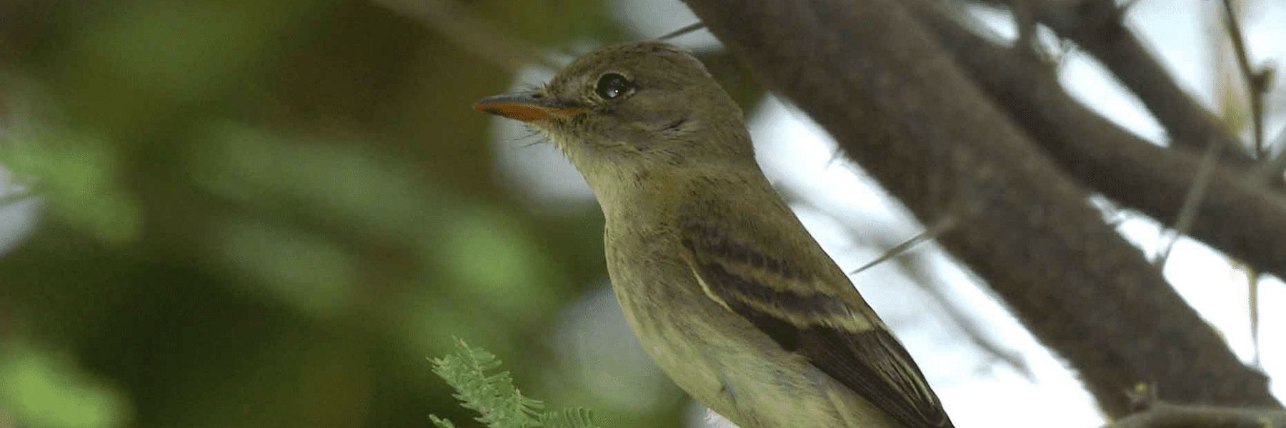 sw willow flycatcher – usfws pacific southwest