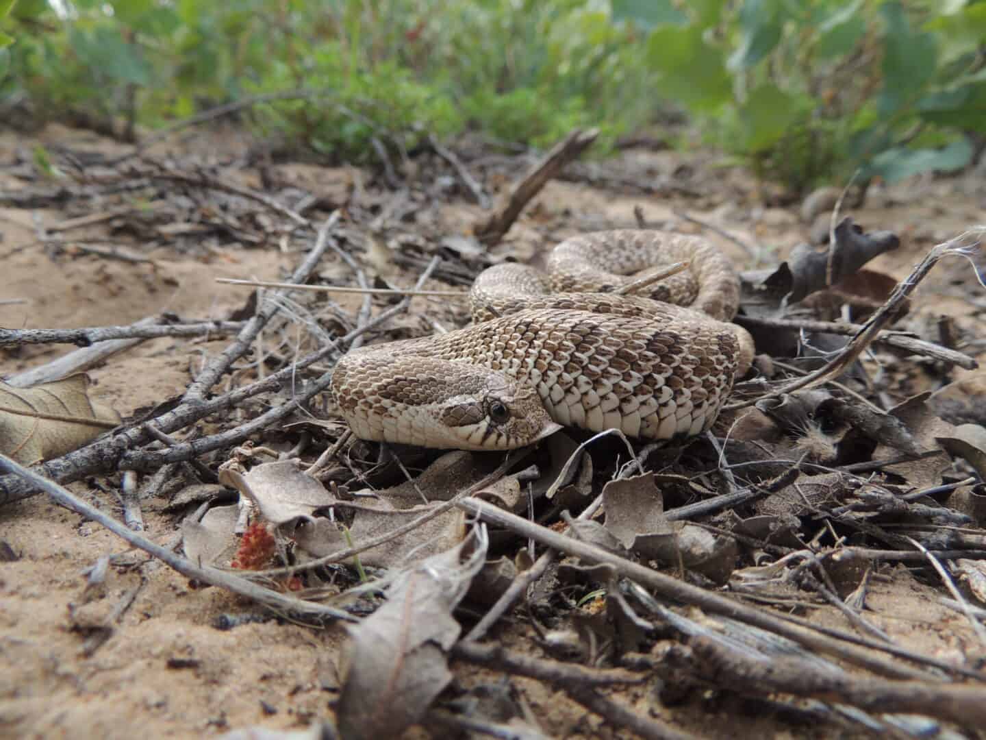 Western hognose snake by Andy Lawrence
