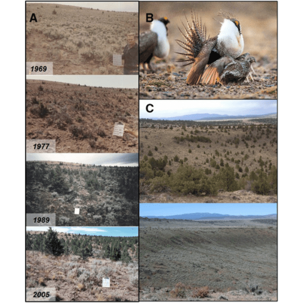 Reversing tree expansion in sagebrush steppe yields population-level benefit for imperiled grouse