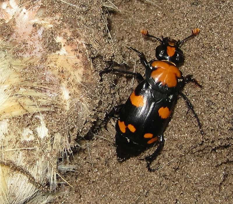 American burying beeter