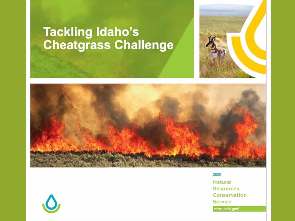 Cheatgrass Challenge Booklet 3×4 image
