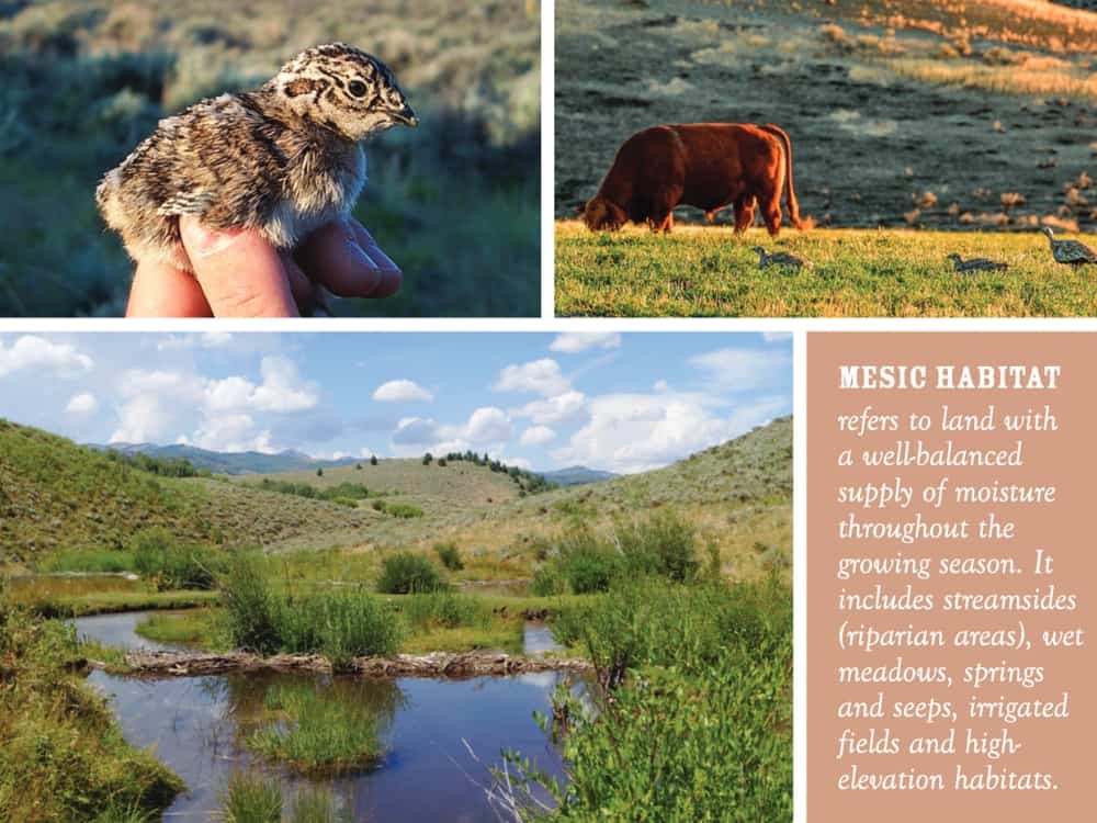 Mesic Conservation Brochure Image 3×4