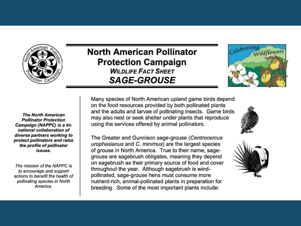 Pollinator Factsheet 3×4 image