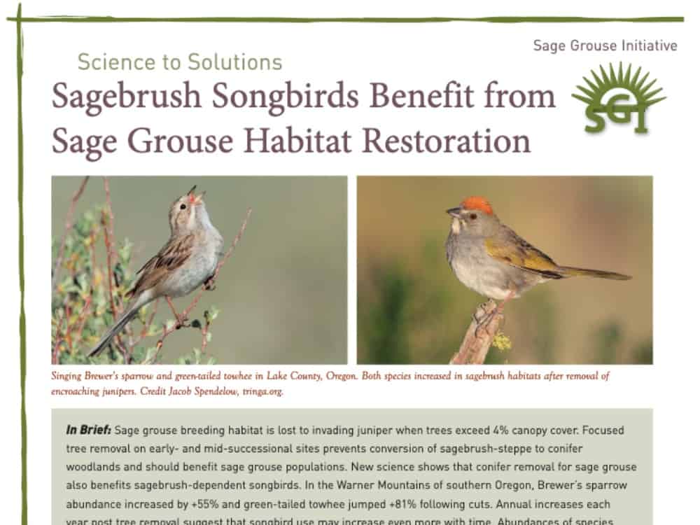 s2s-4×3-sagebrush songbirds benefit from sage grouse habitat restoration