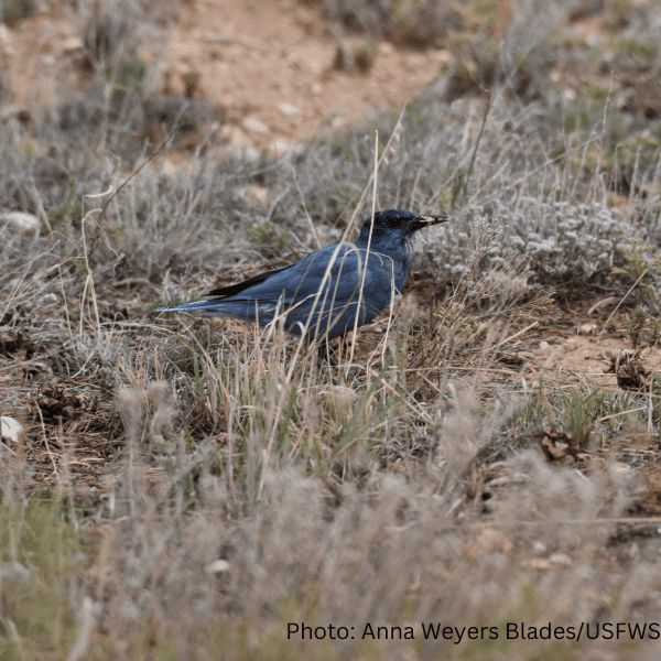 How can we balance sage grouse and pinyon jay conservation in sagebrush country?