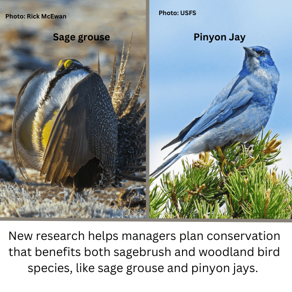 Where trees meet sage: Striking a balance between sage grouse and pinyon jay needs