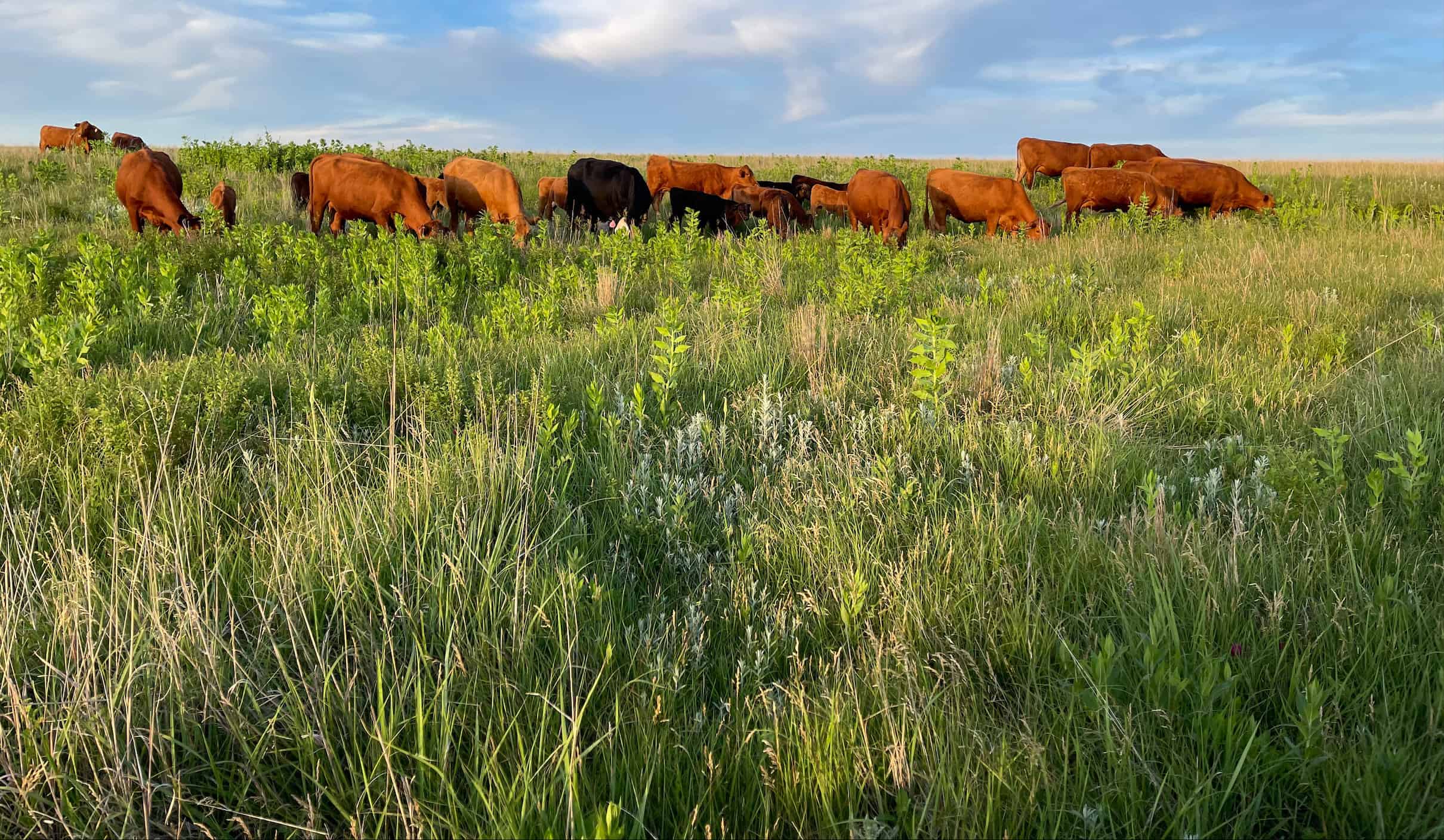 Sunset over the Great Plains