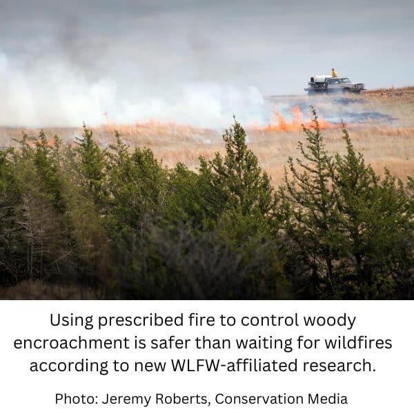 More woody encroachment means more wildfire risk. Prescribed fire can lower it.