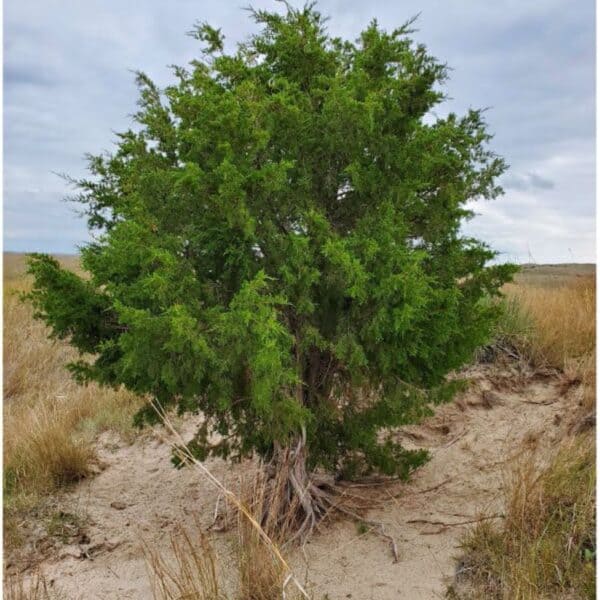 To protect intact grasslands, start with the seed