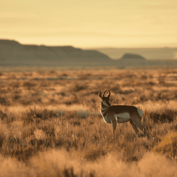 Migratory Big Game Conservation Highlights the Best of West