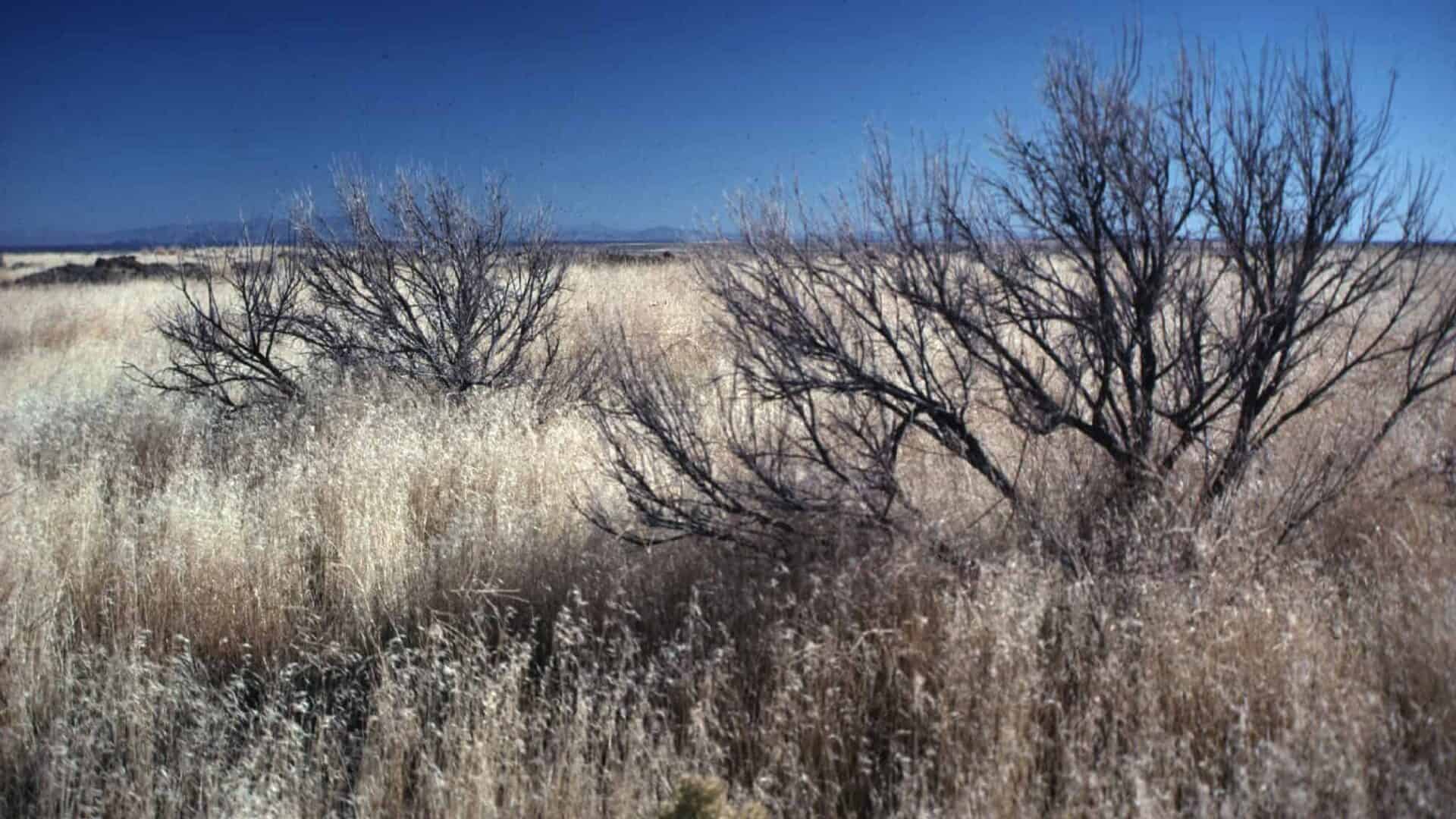 Why Is Cheatgrass Bad? | Working Lands For Wildlife