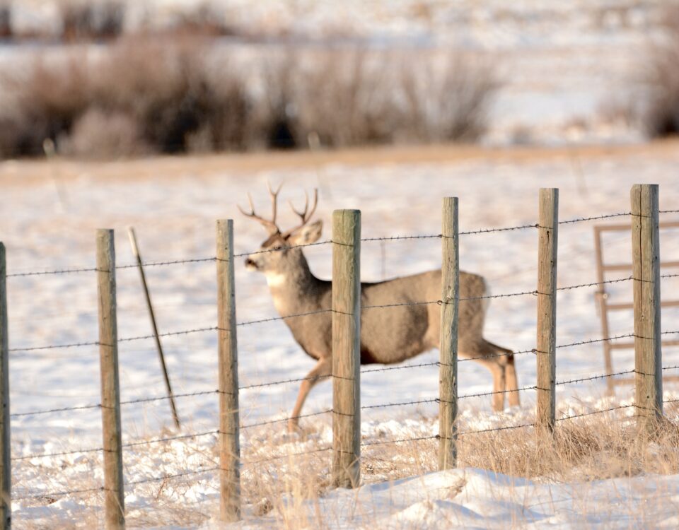 mule deer buck near barbed wire fence