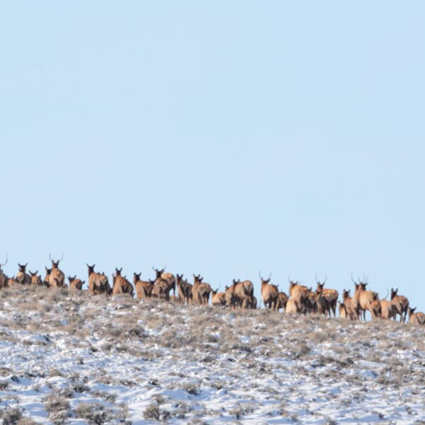 Western Working Lands Snapshot: Migratory Big Game