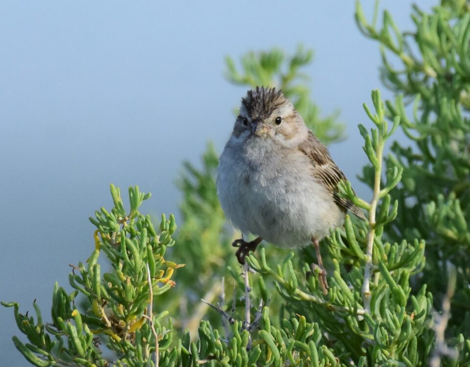 Brewer's sparrow perched in sagebrush