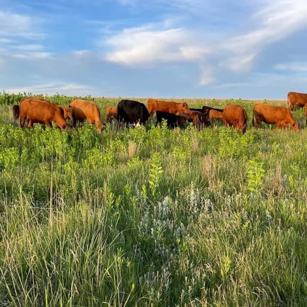 Protected: America’s Last Great Grasslands