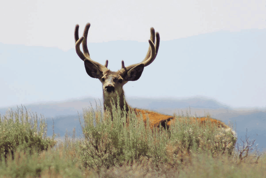 mule deer in sagebrush